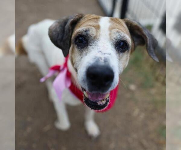 Medium Photo #1 Beagle-Unknown Mix Puppy For Sale in San Antonio, TX, USA