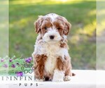 Evan - Male Goldendoodle (Miniature) Puppy for Sale - Small photo