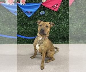 American Pit Bull Terrier-German Shepherd Dog Mix Dogs for adoption in Grasswood, Saskatchewan, Canada