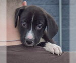 Small Photo #4 Border Collie-Unknown Mix Puppy For Sale in Huntley, IL, USA