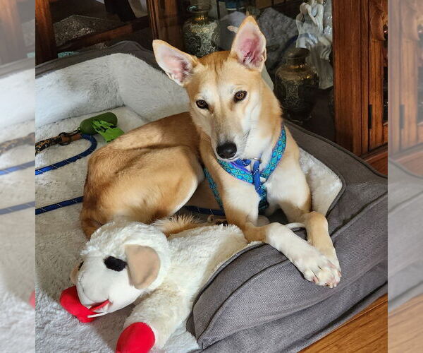 Medium Photo #4 Mutt Puppy For Sale in Candler, NC, USA