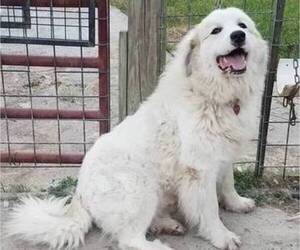 Mother of the Great Pyrenees puppies born on 06/04/2021