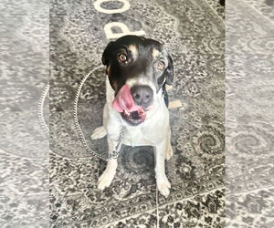 VON - Male German Shorthaired Pointer-Unknown Mix Dog for Adoption - Photo #7