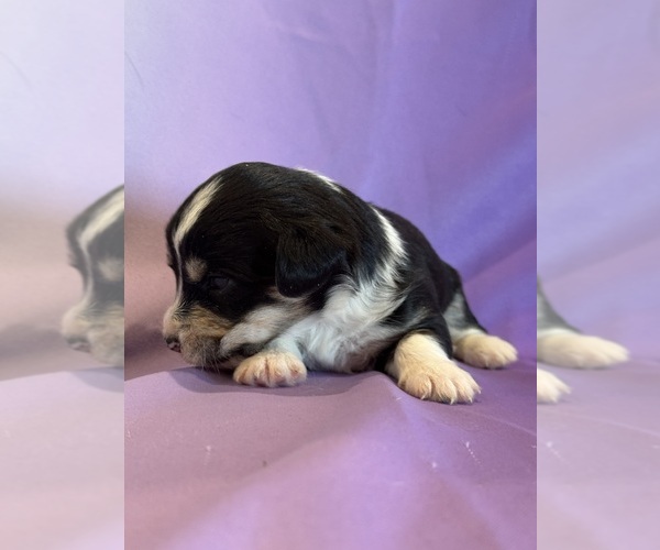 Medium Photo #10 Corgipoo Puppy For Sale in LONGMONT, CO, USA