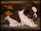 Small Photo #5 Shih Tzu Puppy For Sale in COPPOCK, IA, USA