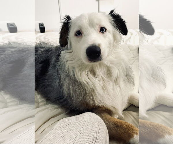 Medium Photo #8 Australian Shepherd Puppy For Sale in Staten Island, NY, USA