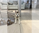 Small Photo #3 Siberian Husky Puppy For Sale in MARATHON, FL, USA