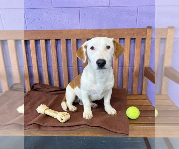 Medium Photo #2 Basset Hound-Unknown Mix Puppy For Sale in Genesee, WI, USA
