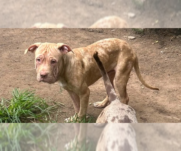Medium Photo #2 Mutt Puppy For Sale in Wenonah, NJ, USA