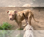 Small #1 Mutt