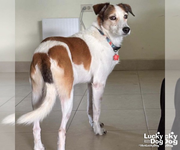 Medium Photo #4 Mutt Puppy For Sale in Washington, DC, USA