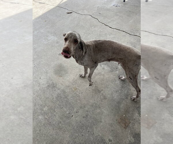 Medium Photo #2 Labrador Retriever Puppy For Sale in Aurora, IN, USA