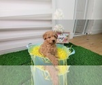 Puppy Tammy Wynette Goldendoodle (Miniature)
