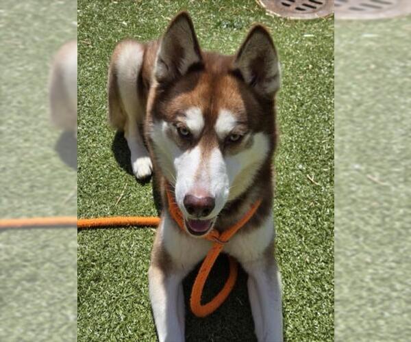 Medium Photo #2 Siberian Husky Puppy For Sale in Derwood, MD, USA