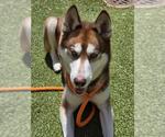 Small #1 Siberian Husky