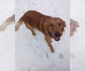 Father of the Golden Retriever puppies born on 05/30/2025