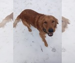 Small Photo #1 Golden Retriever Puppy For Sale in BRUNSWICK, GA, USA