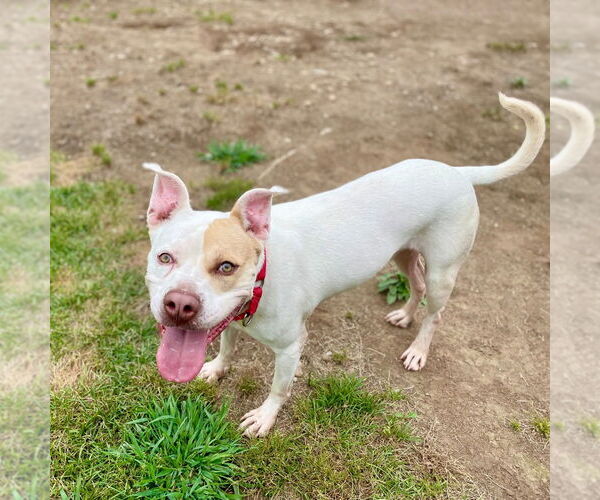 Medium Photo #4 American Bulldog-Unknown Mix Puppy For Sale in Canton, CT, USA