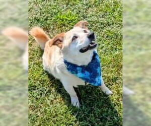 Labrador Retriever-Unknown Mix Dogs for adoption in Rutledge, TN, USA