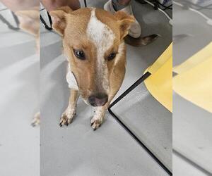 Labrador Retriever-Unknown Mix Dogs for adoption in Temple, TX, USA