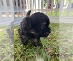 Small Photo #10 Maltipom Puppy For Sale in MIRA LOMA, CA, USA
