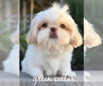 Small #2 Shih Tzu