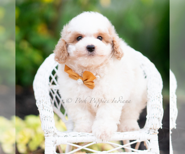 Medium Photo #1 Goldendoodle (Miniature) Puppy For Sale in WARSAW, IN, USA