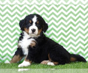 Bernese Mountain Dog Puppy for sale in FREDERICKSBG, OH, USA