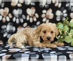 Small Photo #4 Bichpoo-Poodle (Miniature) Mix Puppy For Sale in KIRKWOOD, PA, USA