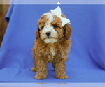 Small #2 Cavapoo (Miniature)