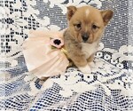 Puppy 1 Pembroke Welsh Corgi