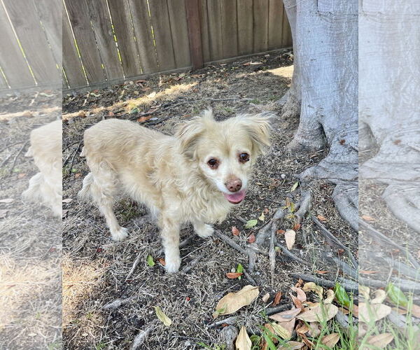 Medium Photo #4 Cocker Spaniel-Spaniel Mix Puppy For Sale in Mission Viejo, CA, USA