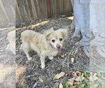 Small #3 Cocker Spaniel-Spaniel Mix