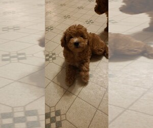 Poodle (Toy) Puppy for sale in SALEM, MO, USA