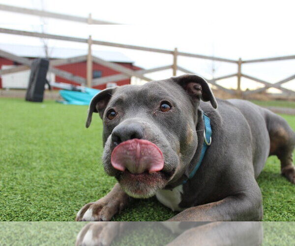 Medium Photo #3 Mutt Puppy For Sale in Chestertown, MD, USA