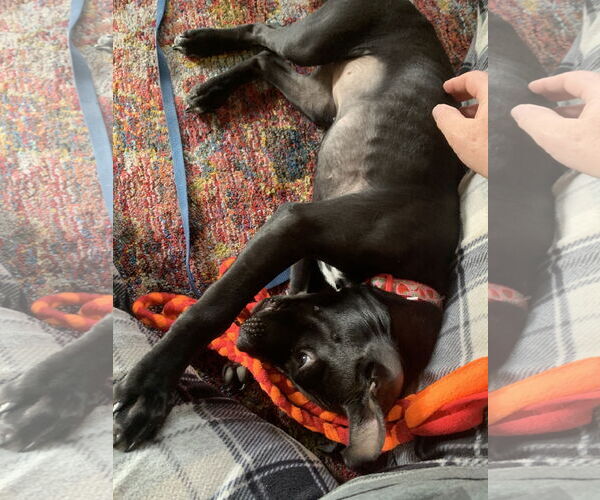 Medium Photo #8 Mutt Puppy For Sale in Buffalo, MN, USA