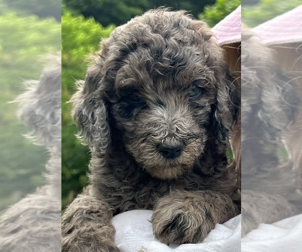 Medium Photo #4 Poodle (Standard) Puppy For Sale in LEXINGTON, GA, USA