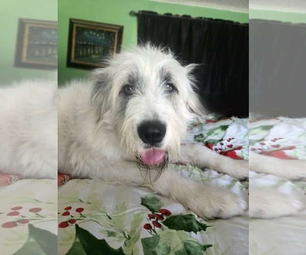 Medium Photo #2 Great Pyrenees Puppy For Sale in Spring, TX, USA