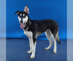 Small #1 Siberian Husky Mix