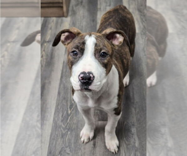 Medium Photo #2 American Pit Bull Terrier-Unknown Mix Puppy For Sale in Lakewood, CO, USA