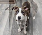 Small #1 American Pit Bull Terrier Mix
