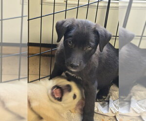Labrador Retriever-Unknown Mix Dogs for adoption in House Springs, MO, USA