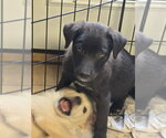 Small Labrador Retriever Mix