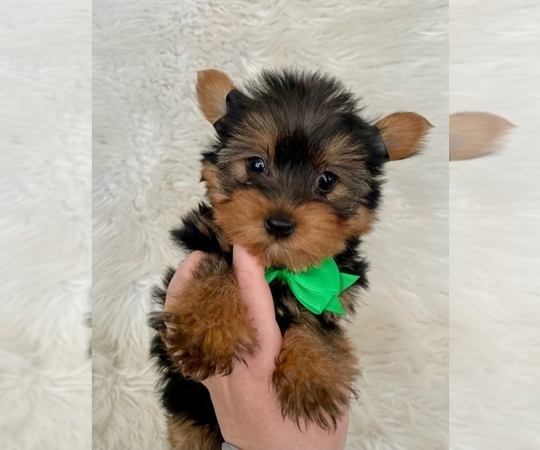 Medium Photo #3 Yorkshire Terrier Puppy For Sale in BELDING, MI, USA