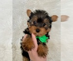 Small Photo #3 Yorkshire Terrier Puppy For Sale in BELDING, MI, USA