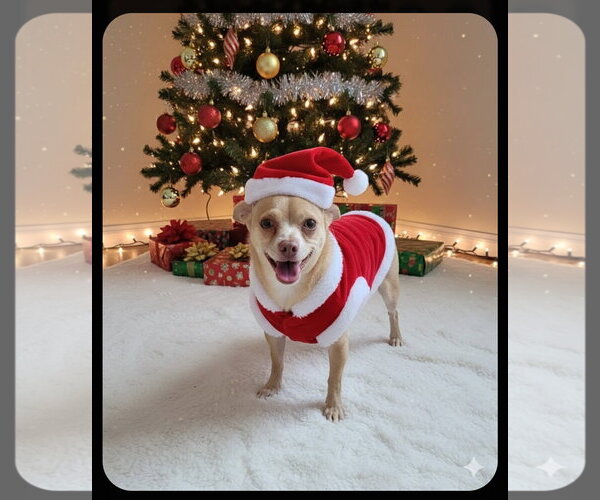 Medium Photo #11 Chihuahua Puppy For Sale in Garner, NC, USA