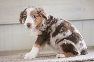 Australian Shepherd Puppy for sale in KENT, OH, USA