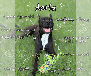 Darla - Female Labrador Retriever-Unknown Mix Dog for Adoption - Photo #2
