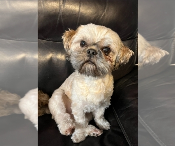 Medium Photo #6 Zuchon Puppy For Sale in NEW YORK MILLS, MN, USA