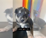 Small Photo #10 Goberian Puppy For Sale in BOGHT CORNERS, NY, USA